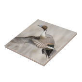 Pintail Drake Taking Fliese (Seite)