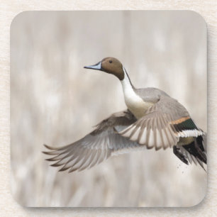 Pintail Drake Taking Getränkeuntersetzer