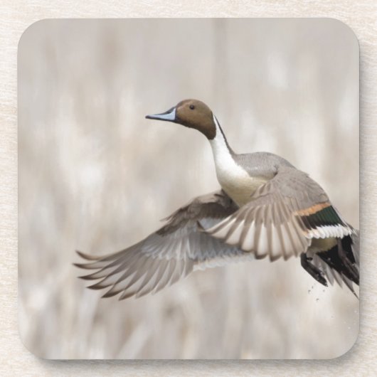 Pintail Drake Taking Getränkeuntersetzer (Vorderseite)