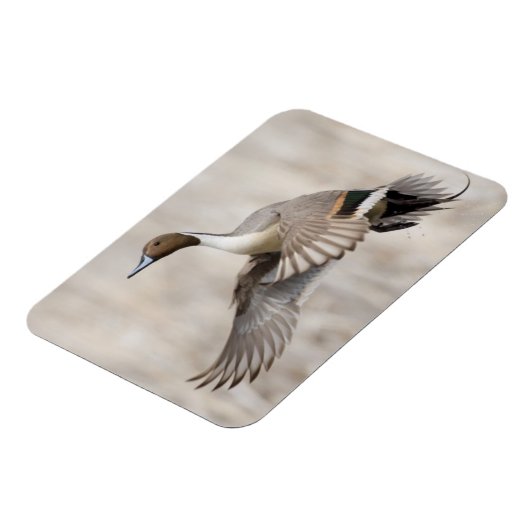 Pintail Drake Taking Magnet (Linke Seite)