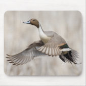 Pintail Drake Taking Mousepad (Vorne)