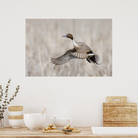 Pintail Drake Taking Poster (Küche)