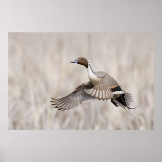 Pintail Drake Taking Poster (Vorne)