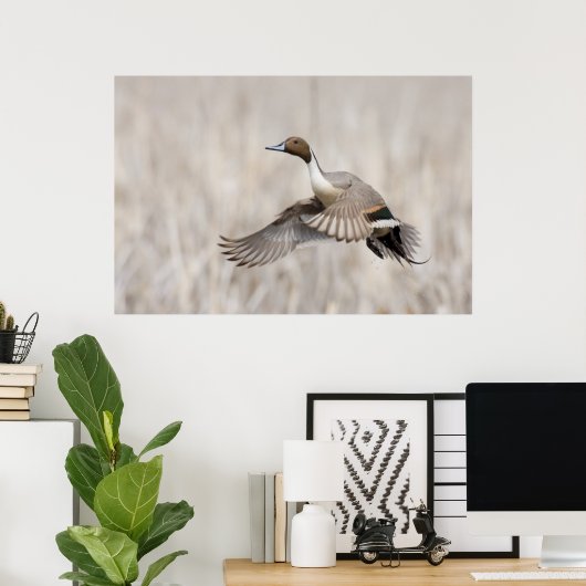 Pintail Drake Taking Poster (Heimbüro)
