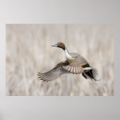 Pintail Drake Taking Poster (Vorne)