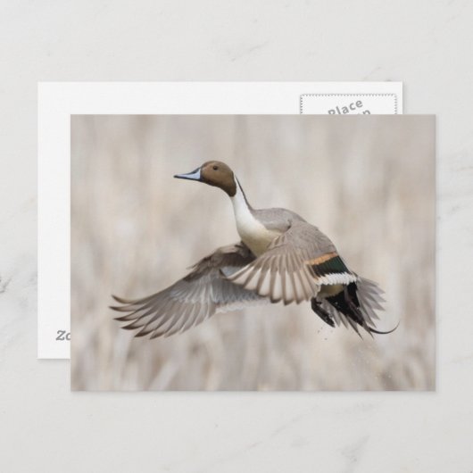 Pintail Drake Taking Postkarte (Vorne/Hinten)