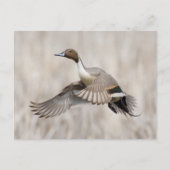Pintail Drake Taking Postkarte (Vorderseite)