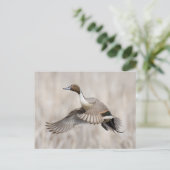 Pintail Drake Taking Postkarte (Stehend Vorderseite)