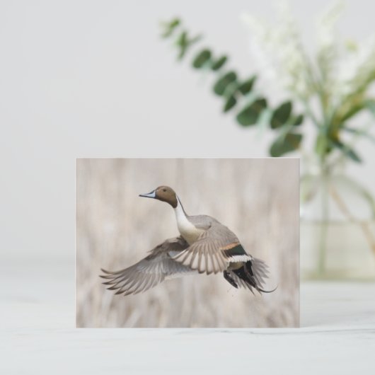 Pintail Drake Taking Postkarte (Stehend Vorderseite)