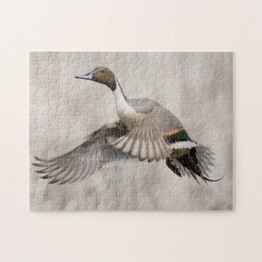 Pintail Drake Taking Puzzle (Horizontal)