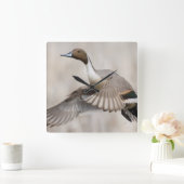 Pintail Drake Taking Quadratische Wanduhr (Zuhause)