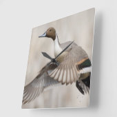 Pintail Drake Taking Quadratische Wanduhr (Winkel)