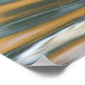 Pintail Duck Poster (Ecke)