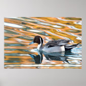 Pintail Duck Poster (Vorne)