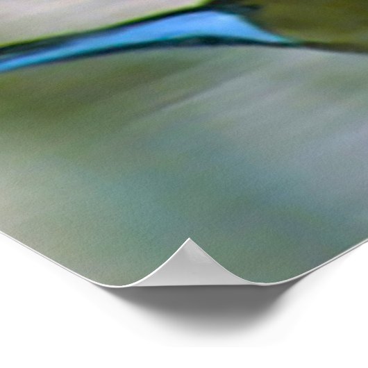 Pintail Duck Poster (Ecke)