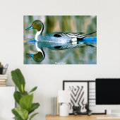 Pintail Duck Poster (Heimbüro)