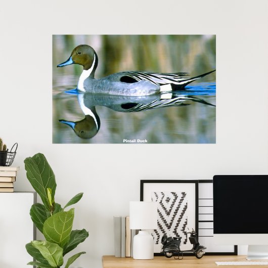 Pintail Duck Poster (Heimbüro)