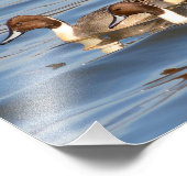 Pintail Ducks Fotograf Fotodruck (Ecke)
