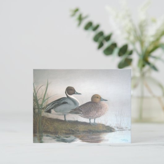 Pintail Ducks Postkarte (Stehend Vorderseite)