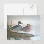 Pintail Ducks Postkarte (Vorne/Hinten)