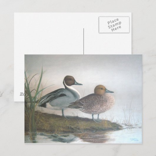 Pintail Ducks Postkarte (Vorne/Hinten)