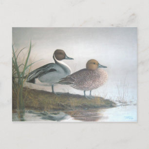 Pintail Ducks Postkarte