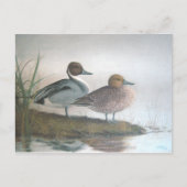 Pintail Ducks Postkarte (Vorderseite)