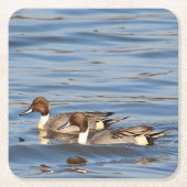Pintail Encks Paper Untersetzer (Vorderseite)