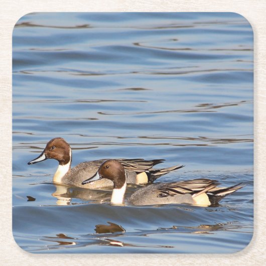 Pintail Encks Paper Untersetzer (Vorderseite)
