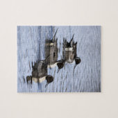 Pintail Ente Trio Jigsaw Puzzle (Horizontal)