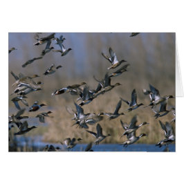 Pintails im Flug