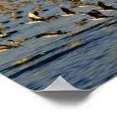 Pintails Poster (Ecke)