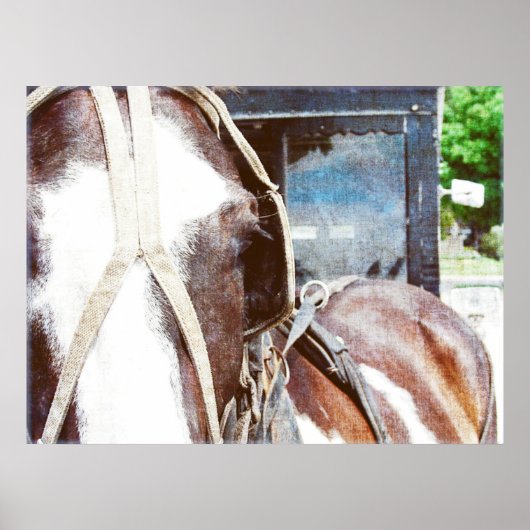 Pinto Amish Buggy Pferd Poster (Vorne)