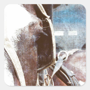 Pinto Amish Buggy Pferd Quadratischer Aufkleber