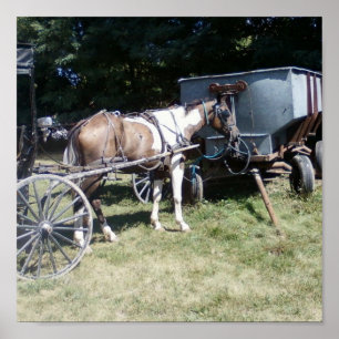 Pinto Amish Horse Poster