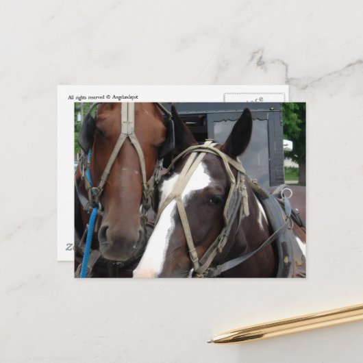 Pinto Amish Horse Solid Amish Horse and Buggies Postkarte (Vorderseite/Rückseite Beispiel)