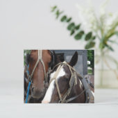 Pinto Amish Pferd Solides Amish Pferd und Buggy Postkarte (Stehend Vorderseite)