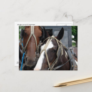 Pinto Amish Pferd Solides Amish Pferd und Buggy Postkarte