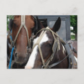 Pinto Amish Pferd Solides Amish Pferd und Buggy Postkarte (Vorderseite)