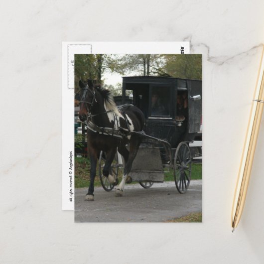 Pinto Amish Pferd und Buggy Postkarte (Vorderseite/Rückseite Beispiel)