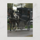 Pinto Amish Pferd und Buggy Postkarte (Vorderseite)