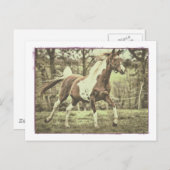 Pinto Arabian Postkarte (Vorne/Hinten)