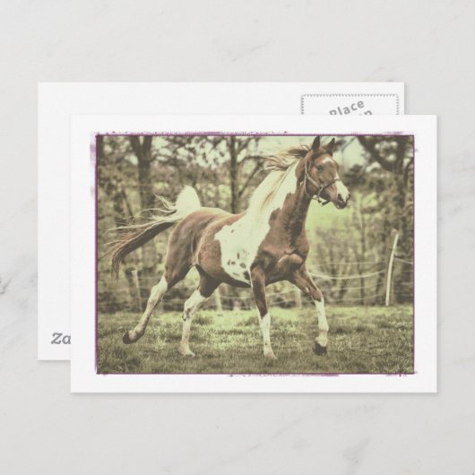 Pinto Arabian Postkarte (Vorne/Hinten)
