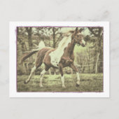 Pinto Arabian Postkarte (Vorderseite)