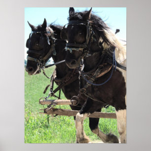 Pinto-Entwürfe am Arbeitsplatz Poster