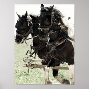 Pinto-Entwürfe am Arbeitsplatz Poster