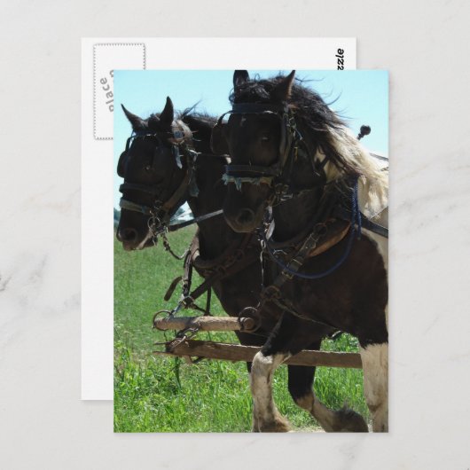 Pinto-Entwürfe am Arbeitsplatz Postkarte (Vorne/Hinten)