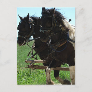 Pinto-Entwürfe am Arbeitsplatz Postkarte