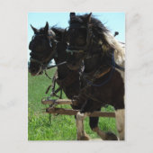 Pinto-Entwürfe am Arbeitsplatz Postkarte (Vorderseite)