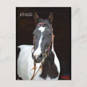 Pinto Filly nannte Pferdepostkarte "Zucker" Postkarte